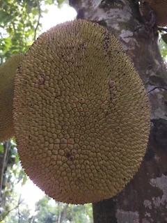 Jackfruit