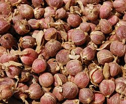 Tanaman Herbal KAPULAGA