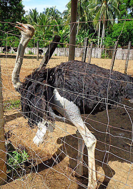 Provincial Breeding & Ostrich Production Center, Camiguin