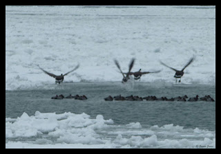 Canadian geese in flight