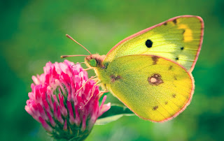 Butterfly hd wallpapers 2013