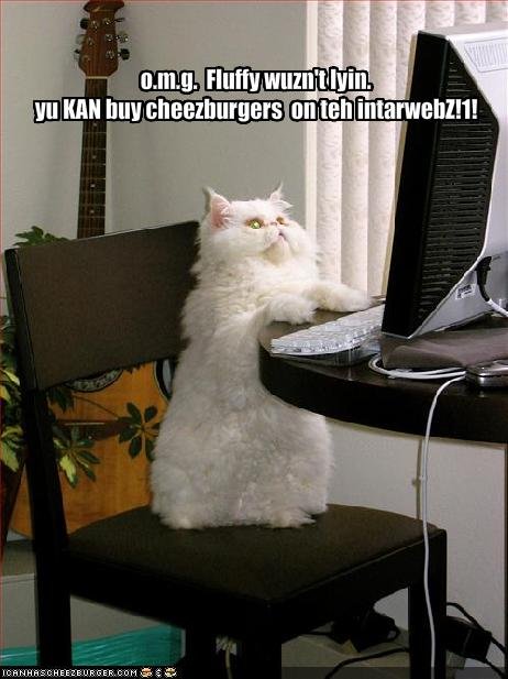 cat funny. cheeseburer funny cat pictures