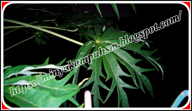 getah daun  pohon betadine  untuk obati luka Bakti Mandiri
