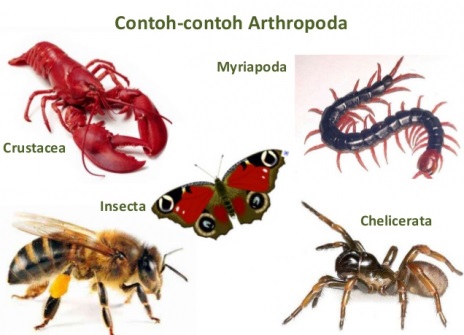  Hewan  Berbuku buku  Arthropoda  Pengertian Ciri ciri 