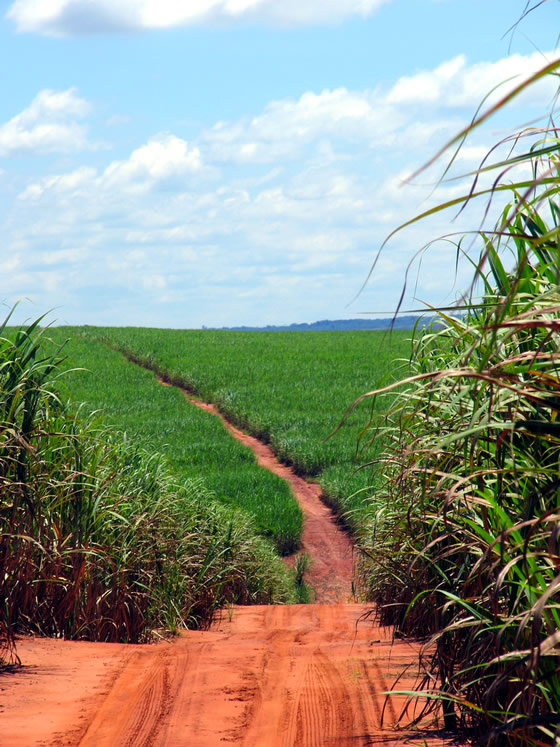 Monoculture - Brazil cane sugar field