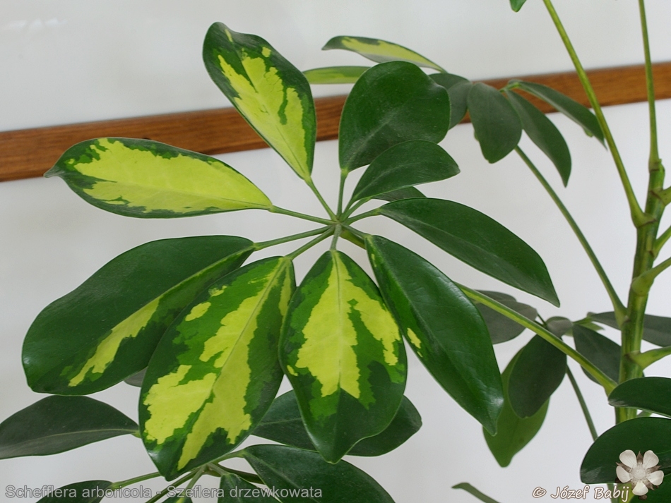 Schefflera arboricola - Szeflera drzewkowata liść