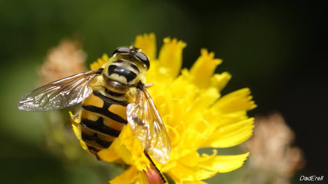 Eristale des fleurs dans une fleur de picride