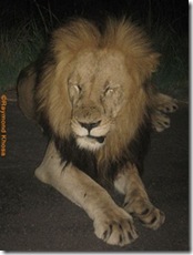 KING OF JUNGLE 011