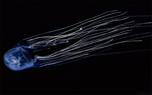 Australian Box Jellyfish