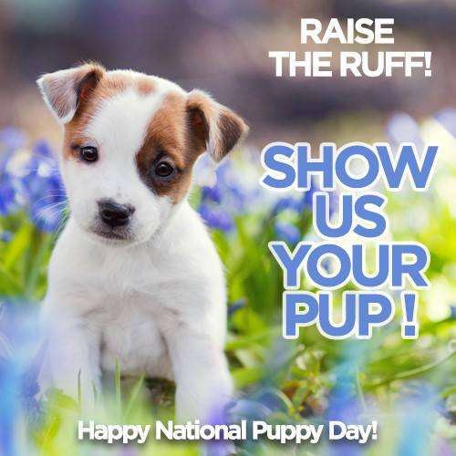 National Puppy Day Wishes Sweet Images