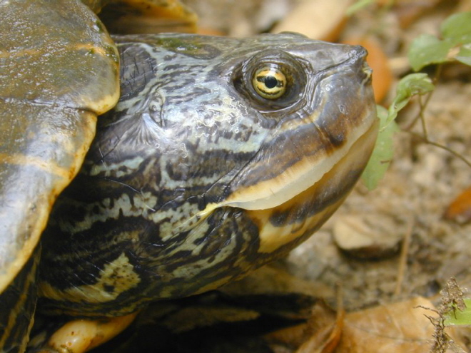 alabama map turtle. Photos of Barbour#39;s Map Turtle