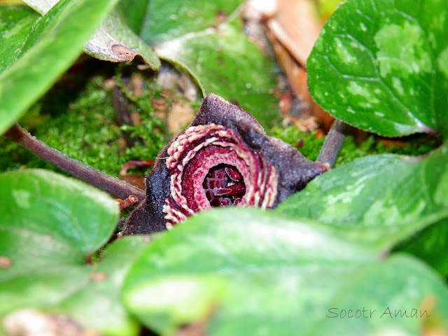 Asarum tamaense