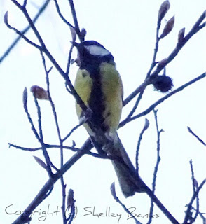 Great Tit. Paris. Copyright  © Shelley Banks, all rights reserved.