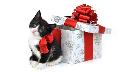 wallpapers de gatitos muy navideños (1920x1200px)