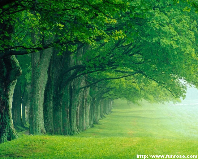 Nature wallpaper Green Trees