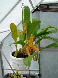 Hydroponics and Orchids: Non Hydroponic pic - Bulb. Frank Smith