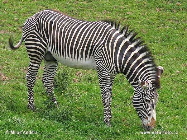 Compared with other zebras it is tall has large ears and its stripes are