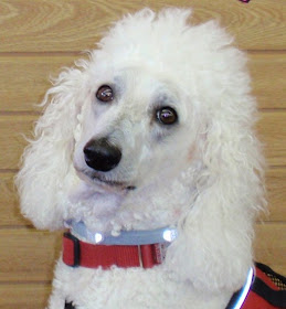 Carma Poodale standard poodle wearing red vest with #seresto collar 