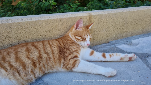 Cats of Greece