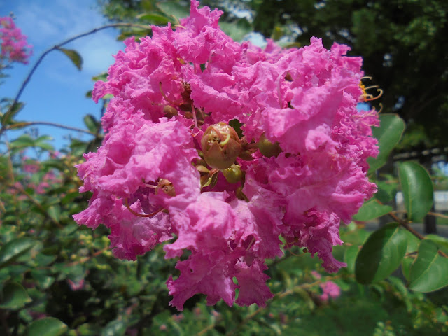 サルスベリの花のピンクがまぶしい