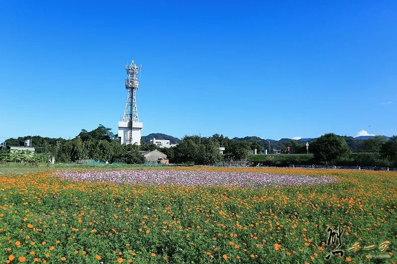 樹林佳園路花海｜樹林佳園路波斯菊花海｜學府路拐杖糖地景藝術｜南園里波斯菊花海｜南園里花海