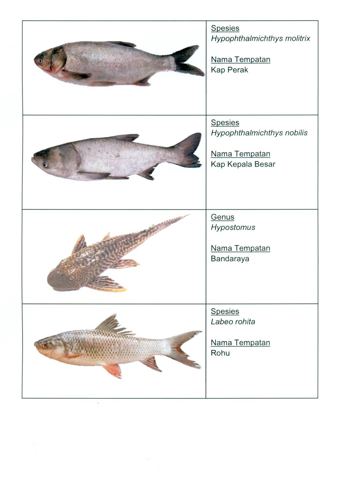 Senarai Ikan Ikan Larangan Oleh Jabatan Perikanan Malaysia 