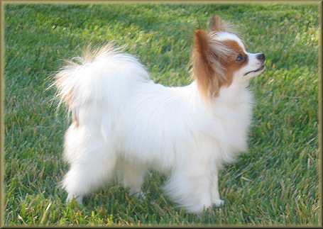 papillon chihuahua mix. Papillon Color: Papilon Breed