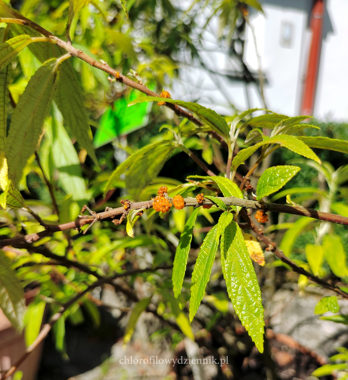 Debregazja jadalna Debregeasia orientalis edulis rosliny jadalne azjatyckie maliny pokrzywy pokrzywa jadalna jak co to gdzie skad opis smak jak smakuje wyglada rosnie rycina mapa wystepowanie opis uprawa