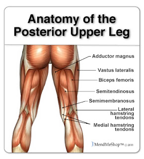 Hamstring anatomy