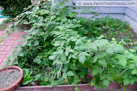 raspberries and strawberry plants in a patch