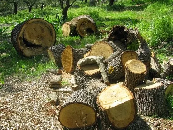 Στον εισαγγελέα Εφετών Ναυπλίου με Ευρωπαϊκό Ένταλμα Σύλληψης 29χρονος Ρουμάνος για κλοπή δέντρων 