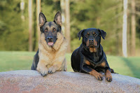 German Shepherd and Rottweiler