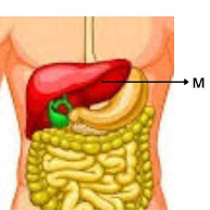 Organ M merupakan organ yang terdapat pada kelenjar pencernaan. Organ  tersebut akan mengeluarkan getah yang dinamakan.....   A. Getah kelenjar  B. Getah pankreas  C. Getah bening  D. Getah empedu