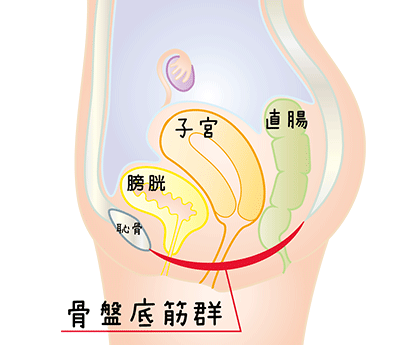 骨盤底筋群