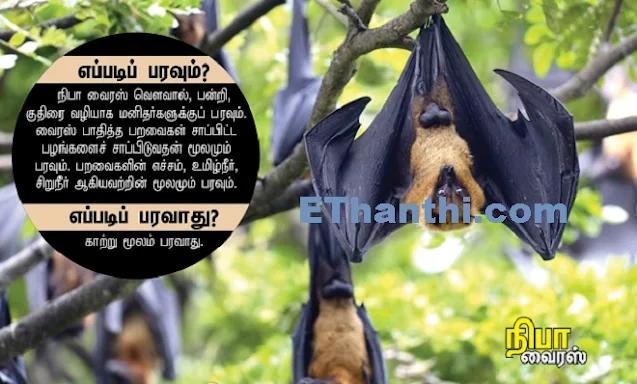 நிபா வைரஸ் அறிந்து கொள்ள வேண்டிய  தகவல்கள் !