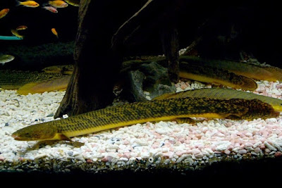 Palmas Teugelsi ( Polypterus teugelsi )