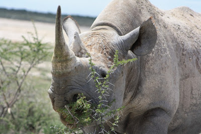 Spitzmaulnashorn in der Andoni-Ebene