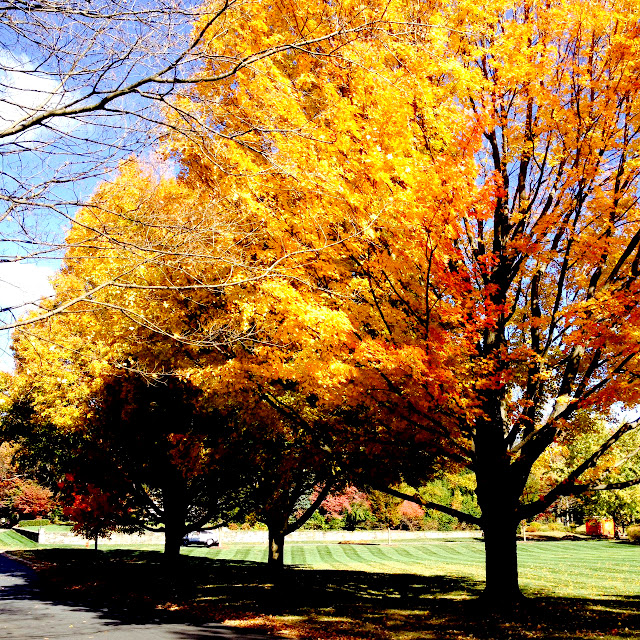 Fall Foliage Photography | Linzer Lane Blog