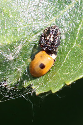 2-spot ladybird (Adalia bipunctata)
