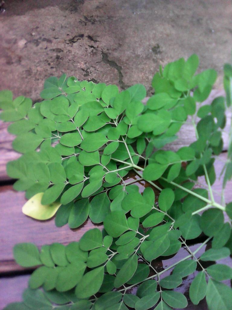  Gambar  Daun Kelor Terlengkap Kumpulan Gambar 