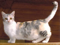 munchkin cat breed