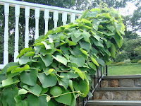 #3 Garden Inspirations from Serenity in the Garden Facebook Page