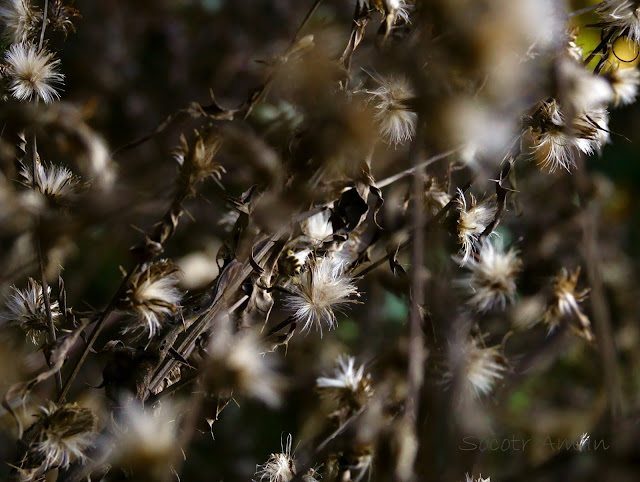 Cirsium nipponicum