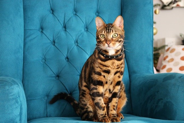 Kucing bengal