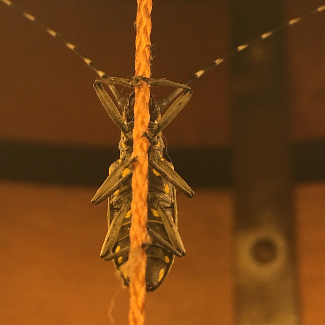 Japanese insects Longhorn beetle Photograph of Japanese longhorn beetle Photograph of Japanese insects Beetle longhorn beetle, Google blogger blog of longhorn beetle Yahoo!