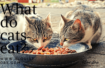 What do cats eat?