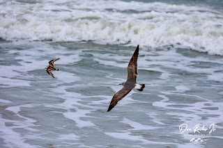 Seagull in pursuit of Rudy Turnstone after snatching its meal