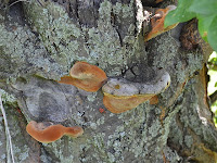 Phellinus pomaceus