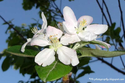 Apple Flowers