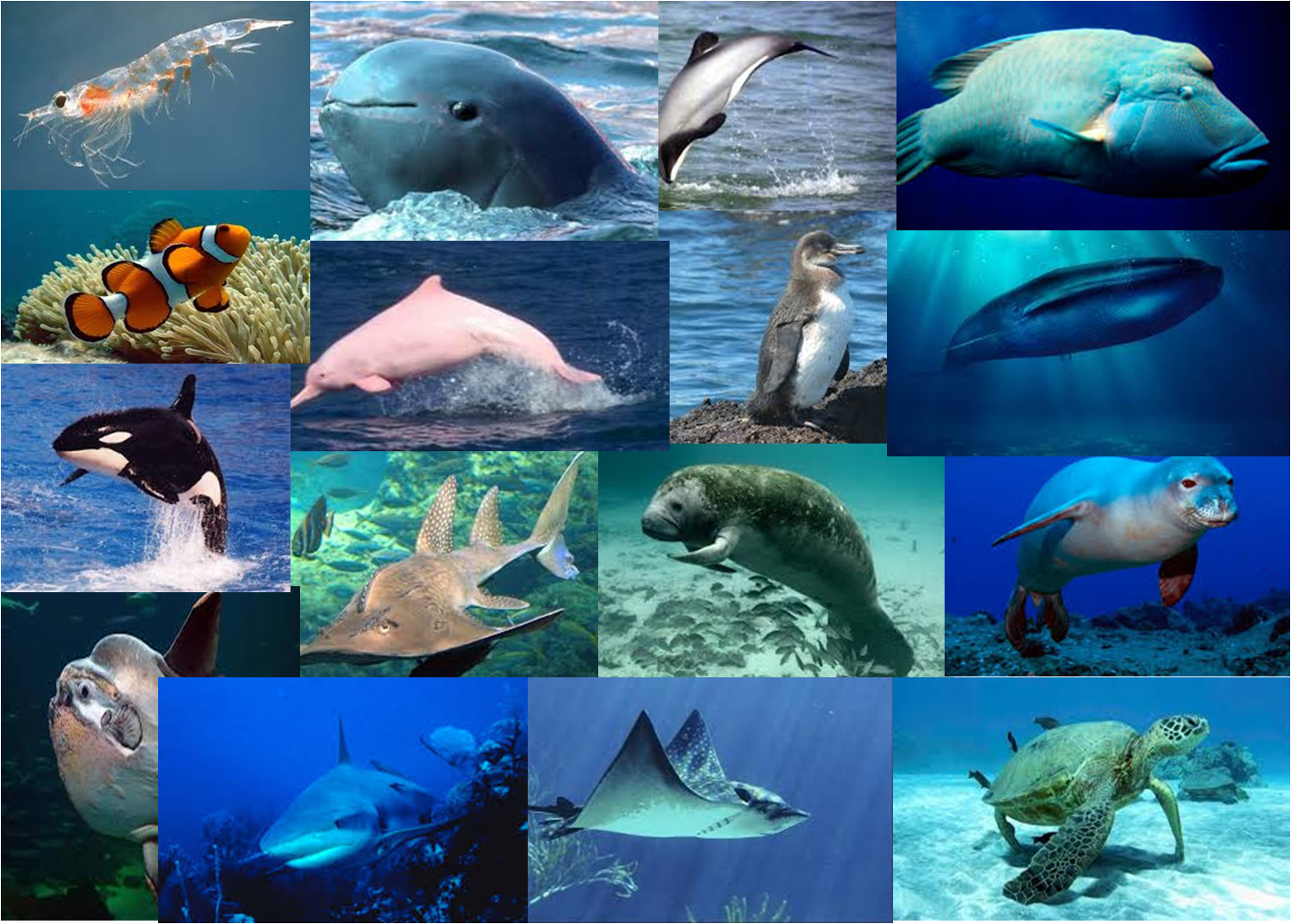 los anímales marinos en peligro de extinción 2018